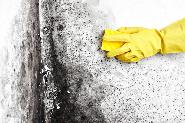 Best Commercial Mold Removal  in Gilbert, AZ
