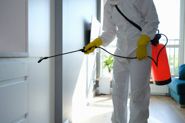 Best Certified Mold Removal  in Gilbert, AZ