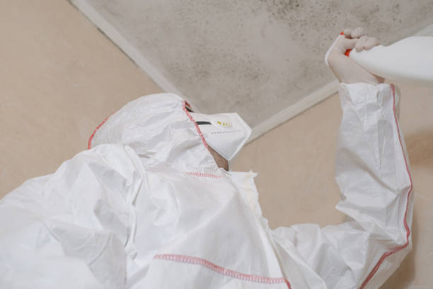 Best Professional Mold Removal  in Gilbert, AZ