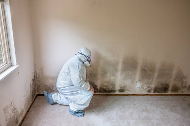 Best Mold Testing  in Gilbert, AZ