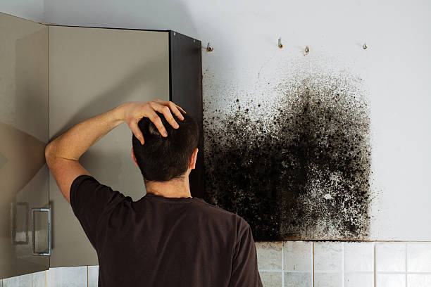 Best Black Mold Removal  in Gilbert, AZ