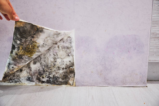 Best Crawl Space Mold Removal  in Gilbert, AZ